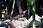 Spiny-Tailed Iguana