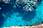 Marine Lagoon Lifeforms